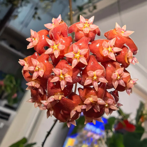Hoya ilagiorum, 5 Cuttings