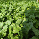 Yunxiang 369 Coriander Seeds, 50g