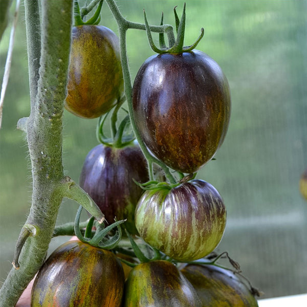 Giovanni Tomato, 5 Seeds