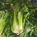 'Cuiqing 60' Qingmaye Chinese Cabbage Seeds, 4g