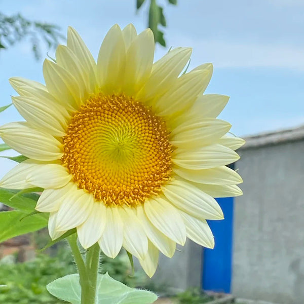 'White Moonlight' Sunflower, 10 Seeds