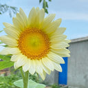 'White Moonlight' Sunflower, 10 Seeds