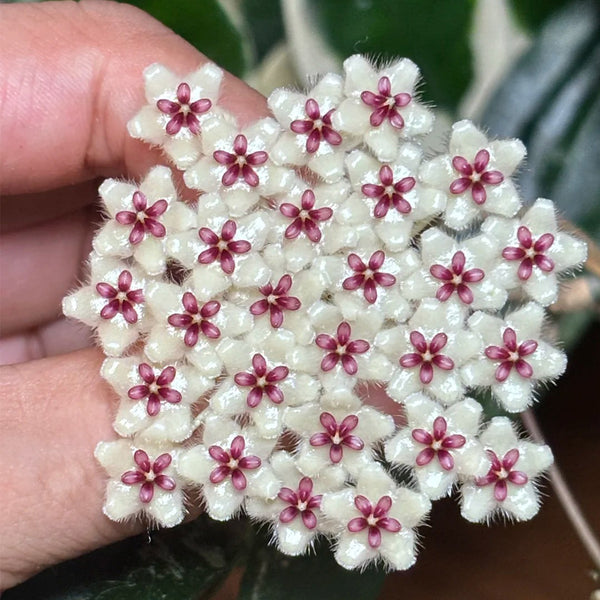 Phuwua Hoya, 5 Cuttings