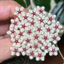 Phuwua Hoya, 5 Cuttings