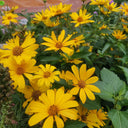 Heliopsis helianthoides Seeds, 100 Seeds