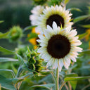 'White Lover' Sunflower, 6 Seeds