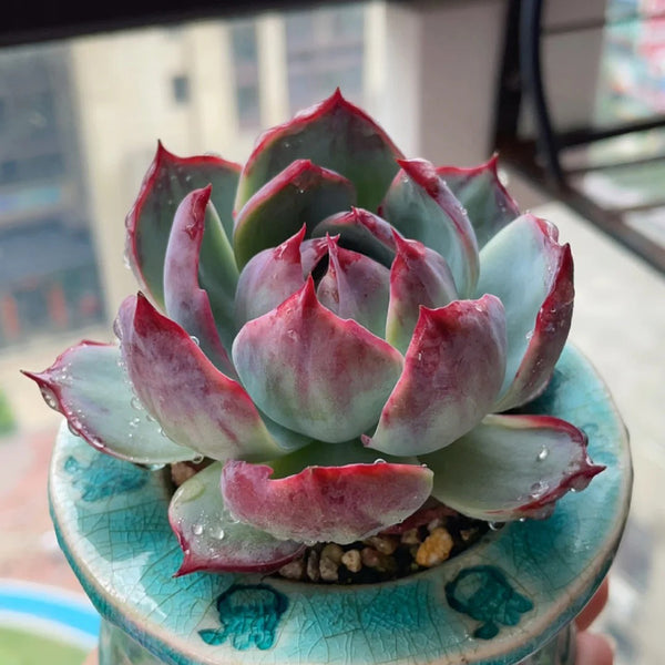 Echeveria cv. 'Fairy of Stunning Grace', 2pcs x 1-head