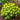 Cushion Spurge, 5 Seeds