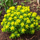 Cushion Spurge, 5 Seeds