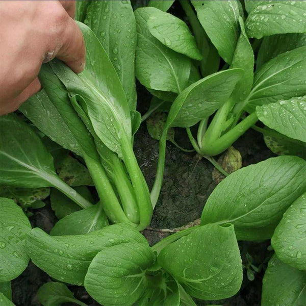 Jiemei Fast-growing Baby Bok Choy Seeds, 20g