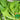 Sweet-Crispy Bamboo Mustard Green Seeds, 20g
