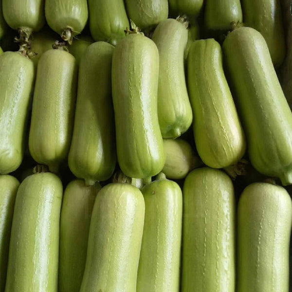 Baipangwa White Luffa Seeds, 10 Seeds