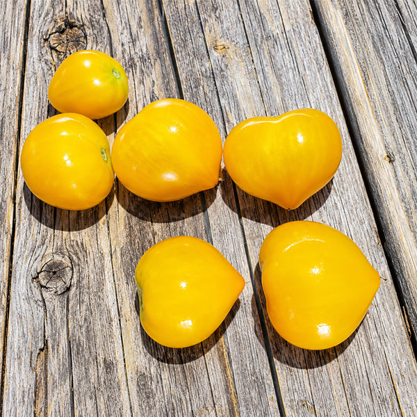 509 Big Cheef Stripes Yellow Tomato, 5 Seeds