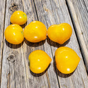 509 Big Cheef Stripes Yellow Tomato, 5 Seeds
