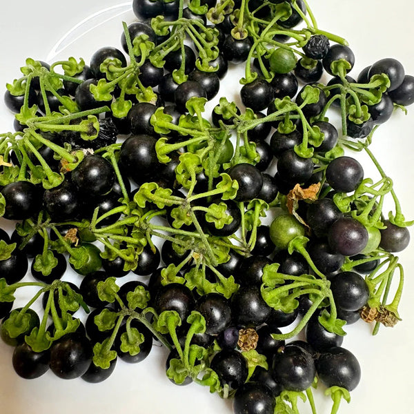 Black Nightshade, 500 Seeds