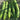 Yushuai Smooth Luffa, 10 Seeds