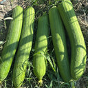 Yushuai Smooth Luffa, 10 Seeds