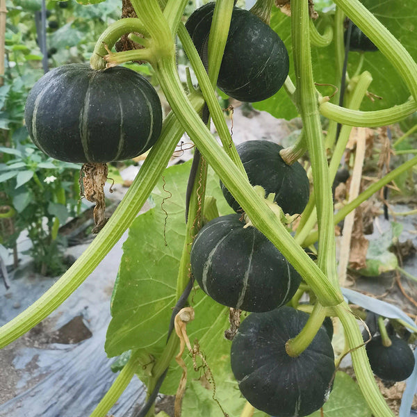 Moxiang BeiBei Pumpkin Seeds, 20 Seeds