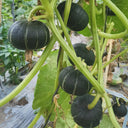 Moxiang BeiBei Pumpkin Seeds, 20 Seeds