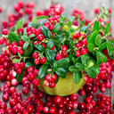 American Cranberry, 5 Seeds