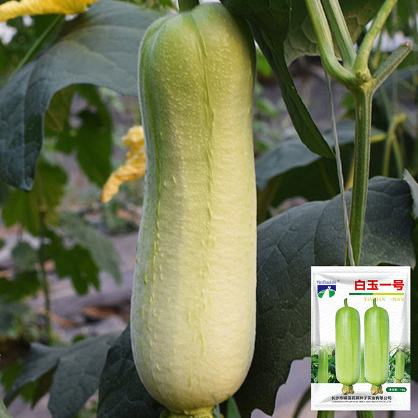 White Jade No.1 Luffa Seeds, 10g