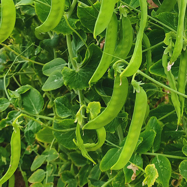 'Cuibao 616' Snow Pea Seeds, 30g