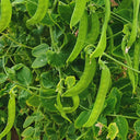 'Cuibao 616' Snow Pea Seeds, 30g
