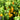 Hainan Yellow Lantern Pepper, 20 Seeds