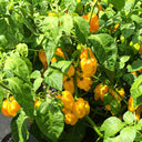 Hainan Yellow Lantern Pepper, 20 Seeds