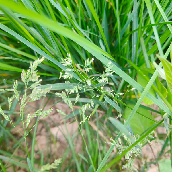 Poa pratensis 'Ginney II BT' Seeds, 200g