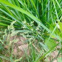 Poa pratensis 'Ginney II BT' Seeds, 200g