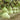 Hezhichun Giant Bottle Gourd, 10 Seeds