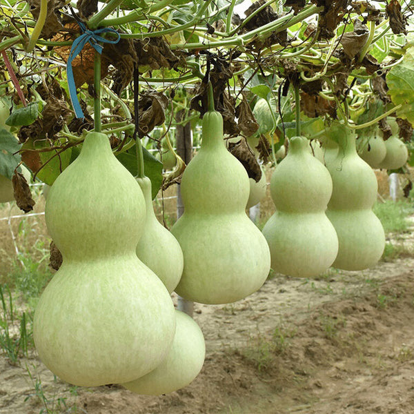 Hezhichun Giant Bottle Gourd, 10 Seeds