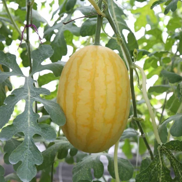 'Golden No.3' Watermelon Hybrid, 10 Seeds