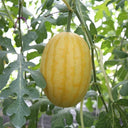 'Golden No.3' Watermelon Hybrid, 10 Seeds