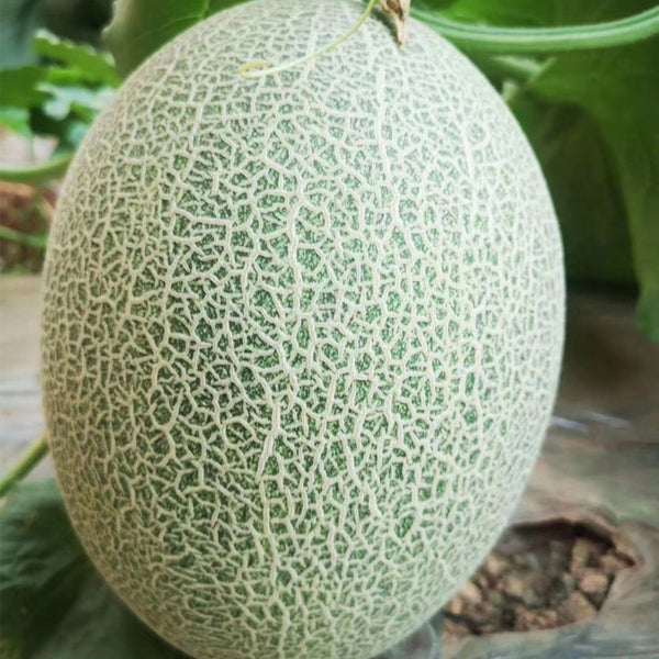Zhenyu Sweet Melon Seeds, 100 Seeds