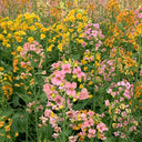Rainbow Rapeseed Seeds, 250 Seeds