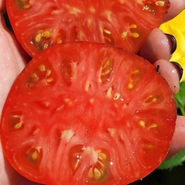 815 Dwarf Indigo Queen F4 Tomato, 5 Seeds