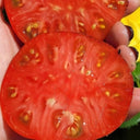 815 Dwarf Indigo Queen F4 Tomato, 5 Seeds