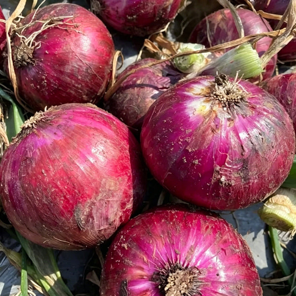 Zilu No.3 Purple Onion Seeds, 2 Grams ≈ 600 Seeds