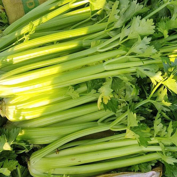 Crispy Jade Celery Seeds, 10g