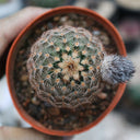 Echinocereus melanocentrus, 4-5cm