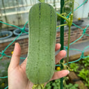 Yucui Sponge Gourd, 10 Seeds