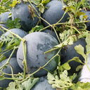 'Obsidian Sweet' Seedless Watermelon Seeds, 20 Seeds