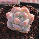 Echeveria cv. 'Pink Diamond', 2pcs x 1-head