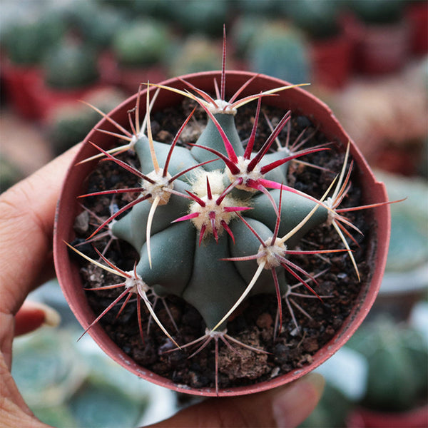 Ferocactus emoryi subsp. covillei, 3-4cm
