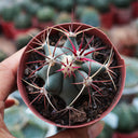 Ferocactus emoryi subsp. covillei, 3-4cm