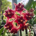 Hoya lobbii, 2 Cuttings