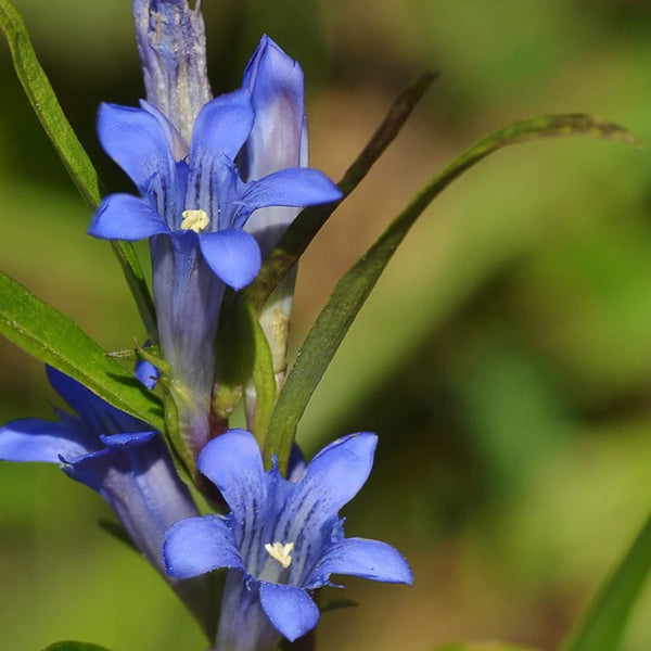 Largeleaf Gentian Qin Jiao, 200 Seeds