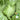 'Selected Dapingpu 818' Mustard Greens Seeds, 10g